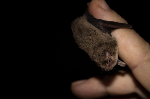 Inland Forest Bat (Vespadelus baverstocki) — Least Concern Mammalia