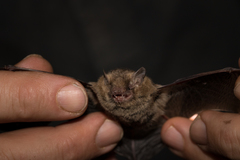 Baverstock's Forest Bat photo 3