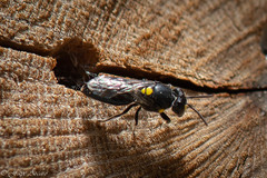 Hylaeus violaceus