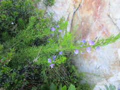 Psoralea azuroides
