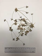 Drymaria holosteoides