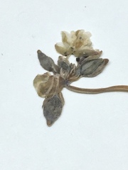 Drymaria holosteoides