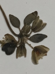 Drymaria holosteoides