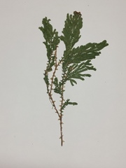 Selaginella