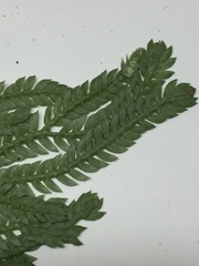 Selaginella