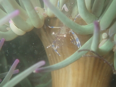 Periclimenes sagittifer