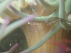 Periclimenes sagittifer