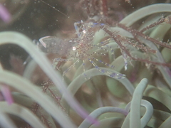 Periclimenes sagittifer