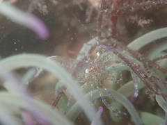 Periclimenes sagittifer