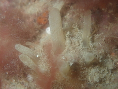 Polymastia penicillus