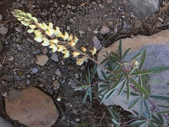 Lupinus angustiflorus