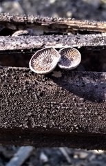 Resupinatus applicatus