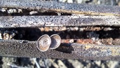 Resupinatus applicatus