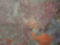 Pyura microcosmus