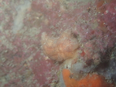 Pyura microcosmus