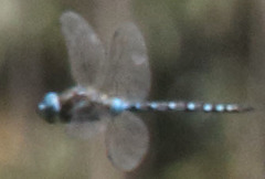 Rhionaeschna multicolor