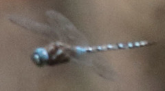 Rhionaeschna multicolor