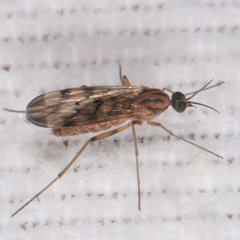 Sylvicola fenestralis