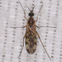 Sylvicola fenestralis