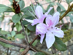 Rhododendron breviperulatum