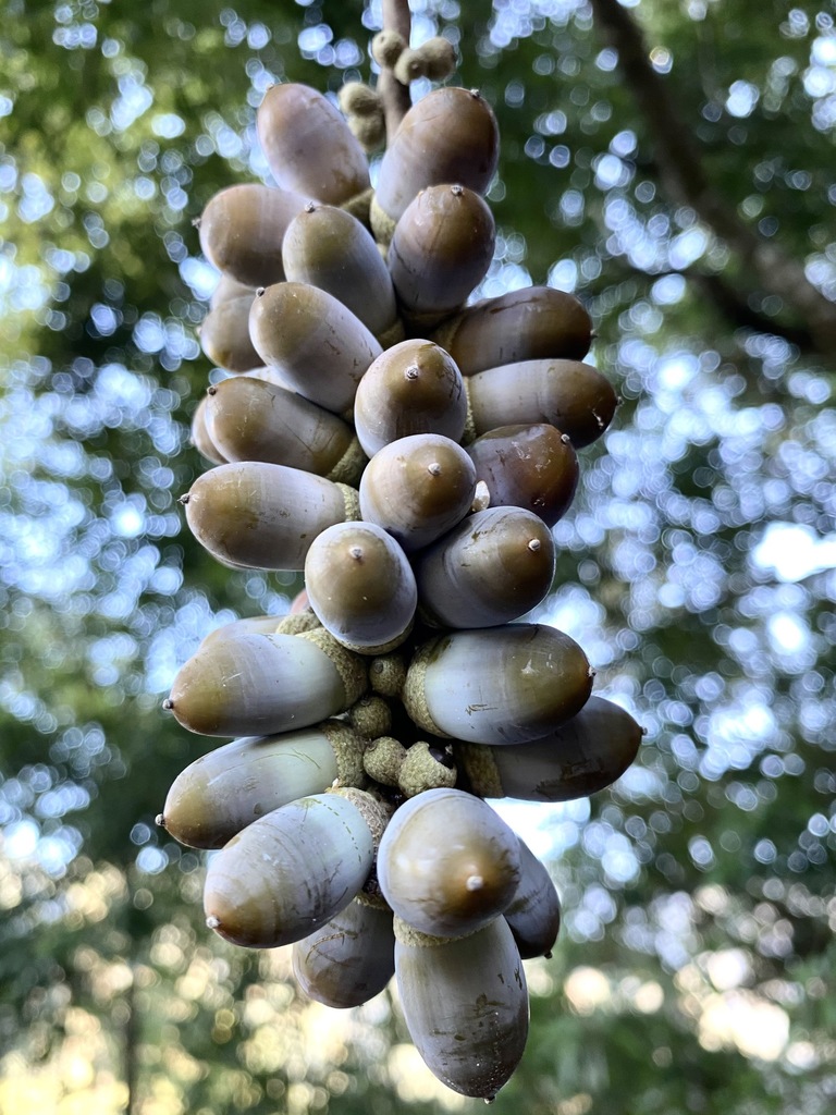 Japanese blue oak