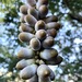Lithocarpus glaber - Photo (c) symlpocos, algunos derechos reservados (CC BY-NC), subido por symlpocos