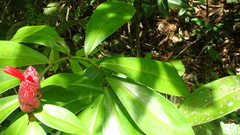Costus erythrothyrsus