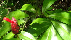 Costus erythrothyrsus