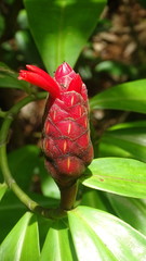 Costus erythrothyrsus