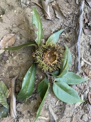 Castanopsis kawakamii