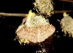 Trichopteryx polycommata