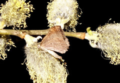 Trichopteryx polycommata