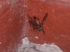 Araneae