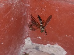 Araneae