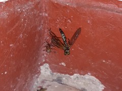 Araneae