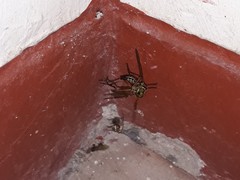 Araneae