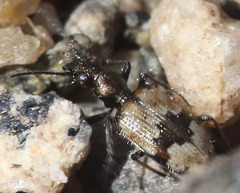 Lachnophorus elegantulus