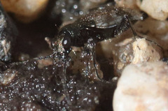Lachnophorus elegantulus