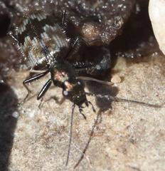 Lachnophorus elegantulus