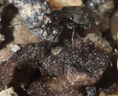 Lachnophorus elegantulus