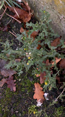 Senecio vulgaris
