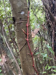 Erythrorchis altissima