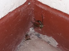 Araneae