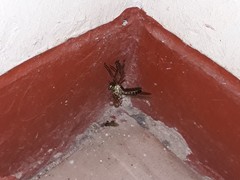 Araneae