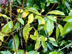 Lindera erythrocarpa