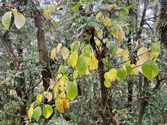 Hydrangea anomala