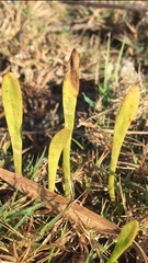 Lilaeopsis carolinensis
