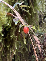 Vaccinium japonicum lasiostemon