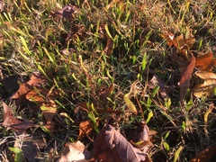 Lilaeopsis carolinensis