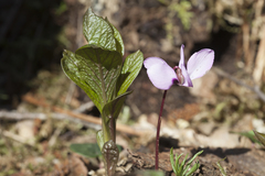 Scopolia caucasica